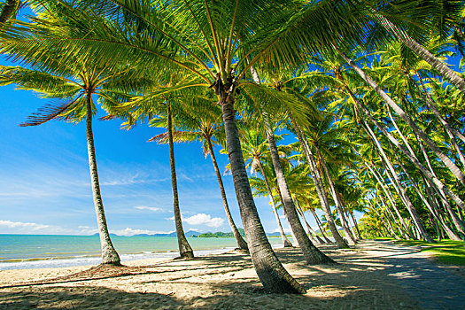 棕榈树,海滩,小湾