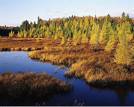 云杉,湿地,阿尔冈金省立公园,安大略省,加拿大