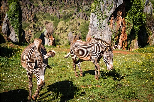 细纹斑马,萨布鲁国家公园,肯尼亚
