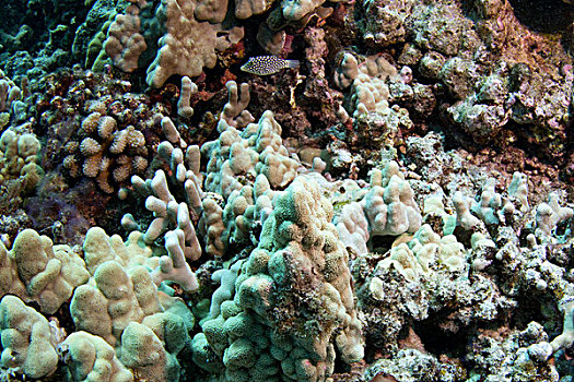 珊瑚,湾,瓦胡岛,夏威夷,美国