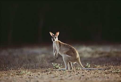 敏捷,沙,小袋鼠,北领地州,澳大利亚