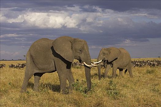 非洲象,一对,马赛马拉,肯尼亚