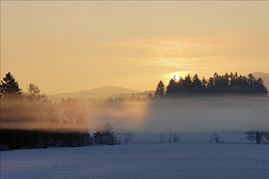 日出,雾,冬天