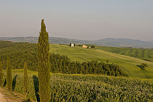 乡村,靠近,皮恩扎,锡耶纳省,托斯卡纳,意大利
