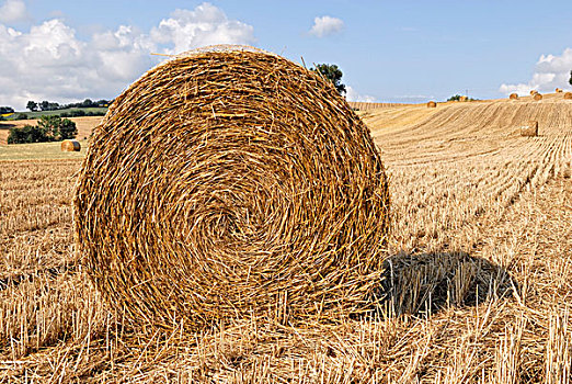 稻草捆,收获,麦田,马希地区,区域,意大利,欧洲