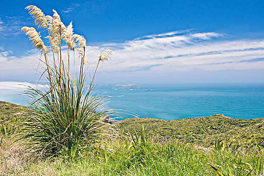新西兰,北岛,雷因格海角,草,大幅,尺寸