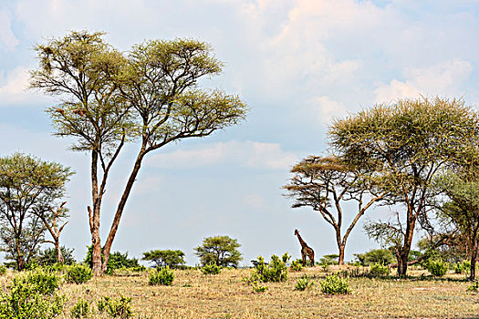长颈鹿,塔兰吉雷,坦桑尼亚,非洲