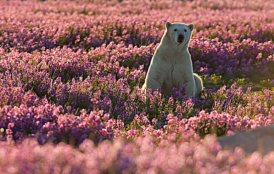 北极熊,女性,杂草,哈得逊湾,加拿大
