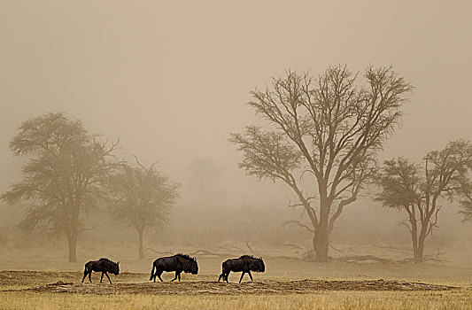 蓝色,角马,漫游,沙暴,干燥,河床,树,刺槐,卡拉哈里沙漠,卡拉哈迪大羚羊国家公园,南非,非洲