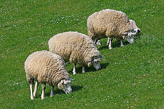 绵羊,放牧,堤岸,石荷州,德国,欧洲
