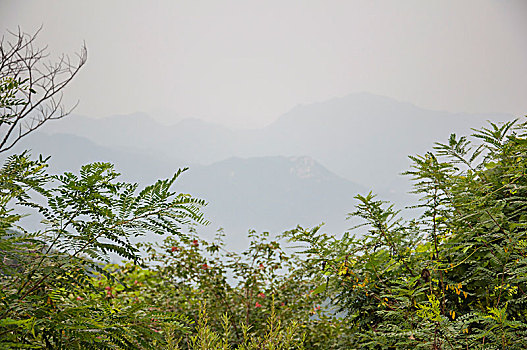 绿色植物和隐现的山峰