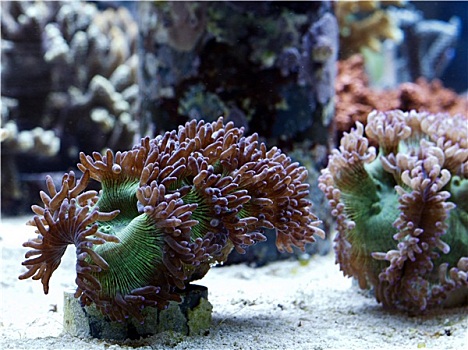 漂亮,珊瑚