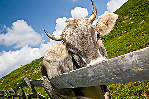 母牛,草场,山地牧场,南蒂罗尔,意大利,欧洲