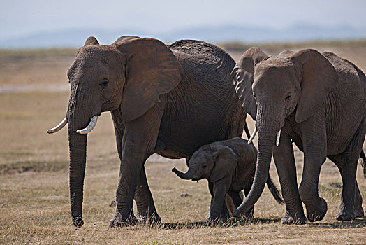 非洲大象077