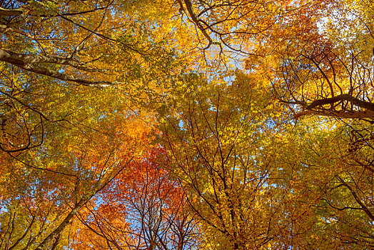 风景,彩色,山毛榉树,树梢,秋天,施佩萨特,巴伐利亚,德国