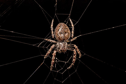 蜘蛛,蜘蛛网,正面,黑色背景