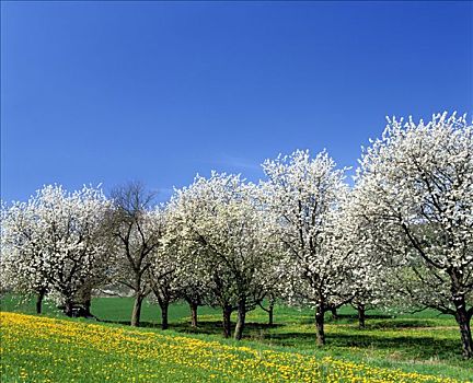 花,樱桃树,樱桃属,春天,花地,德国,欧洲