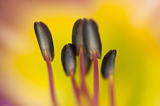 特写,黄花菜,雄蕊