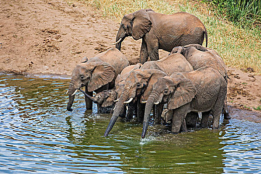 肯尼亚,西察沃国家公园,小,两个,幼仔,喝,坝