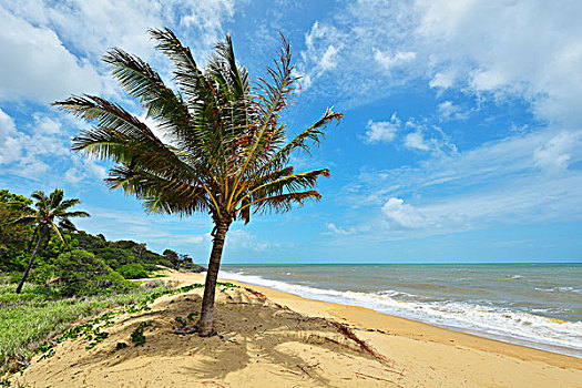 沙滩,棕榈树,夏天,船长,烹饪,公路,昆士兰,澳大利亚
