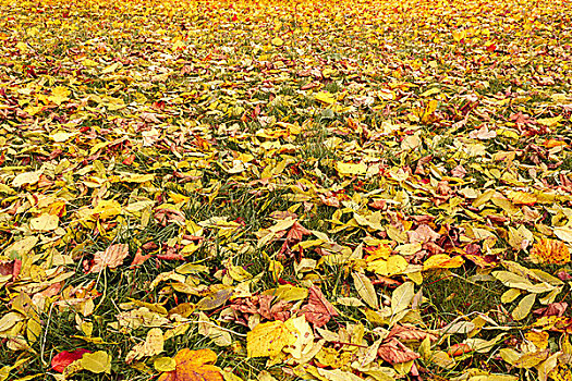 秋天,橙色,黄色,秋叶,地上