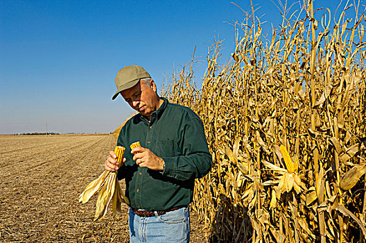 农业,农民,站立,靠近,成熟,谷物,玉米,作物,检查,丰收,就绪,玉米棒,爱荷华,美国