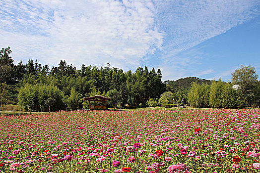 花海