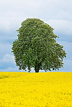 七叶树,欧洲七叶树,花,孤树,黄色,地点,油菜籽,甘蓝型油菜,图林根州,德国,欧洲