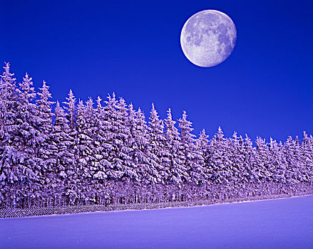 冬景,冷杉,云杉,雪,黎明,满月