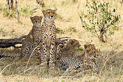 印度豹,猎豹,女性,幼兽,马赛马拉国家保护区,肯尼亚,非洲