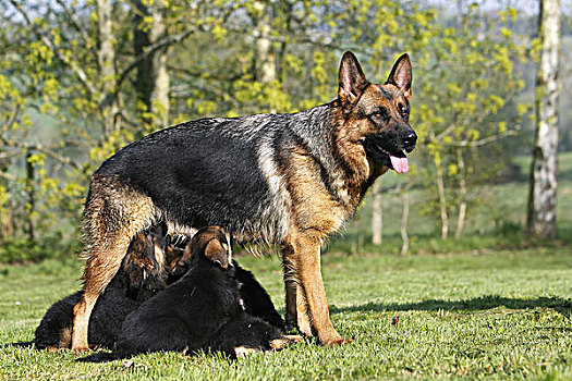 德国牧羊犬,狗,幼仔,吸吮