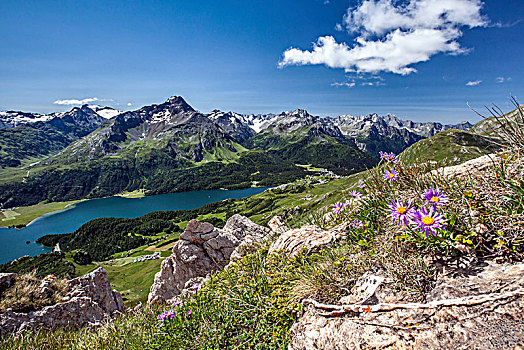 高山,紫苑属,盛开,湖,恩格达恩,瑞士