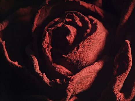 干燥,红玫瑰