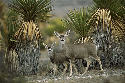 长耳鹿,骡鹿,母鹿,鹿,丝兰,奇瓦瓦沙漠,墨西哥
