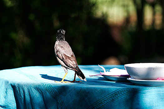尼泊尔博克拉的鸟