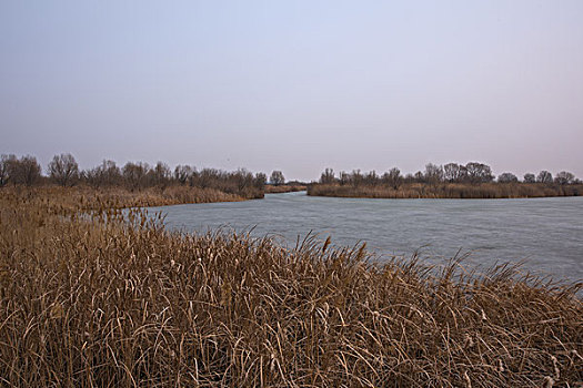 东营黄河入海口湿地