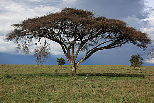 刺槐,下雨,季节,恩戈罗恩戈罗火山口,塞伦盖蒂国家公园,坦桑尼亚,非洲