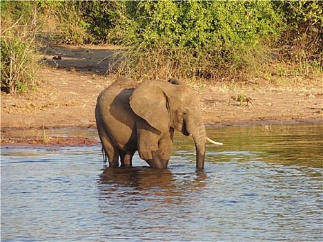 大象,博茨瓦纳