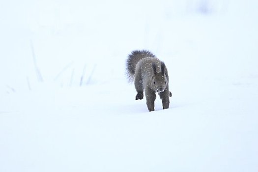 北海道松鼠,雪原
