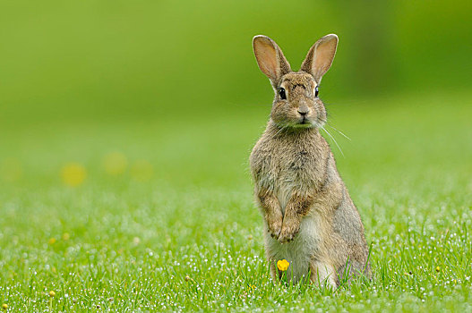 野生,兔子,站立,后腿,草地,苏格兰,英国,欧洲