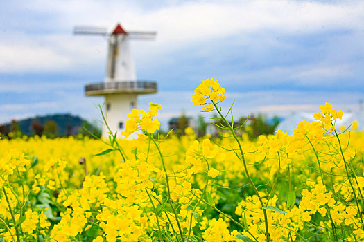 风车,油菜花,春天,花海,栈道,清明