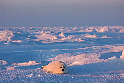 鞍纹海豹,幼仔,冰,魁北克,加拿大