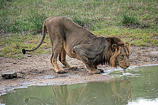 狮子,成年,喝,水,洞,游戏,克鲁格国家公园,南非,非洲