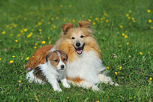 杰克罗素狗,褐色,白色,小狗,7星期大,喜乐蒂犬,母狗,坐,花,草地,奥地利,欧洲