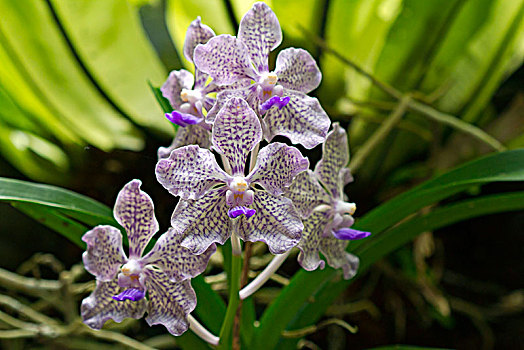 紫色,白色,兰花,万带兰,乌布,巴厘岛,印度尼西亚