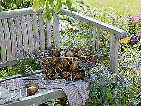 土豆,铁丝篮,花园,座椅