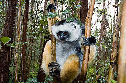 马达加斯加,安达斯巴曼塔迪亚国家公园,冕狐猴