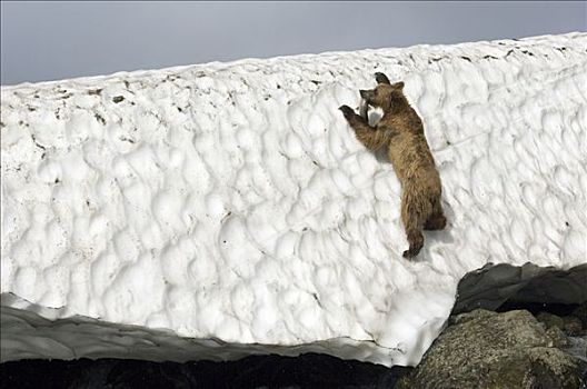 棕熊,向上,雪堆,靠近,河,抓住,三文鱼,堪察加半岛,俄罗斯