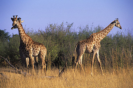 博茨瓦纳,乔贝国家公园,长颈鹿