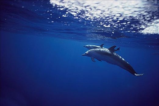 夏威夷,夏威夷大岛,斑海豚,阳光,表面,风景,水下